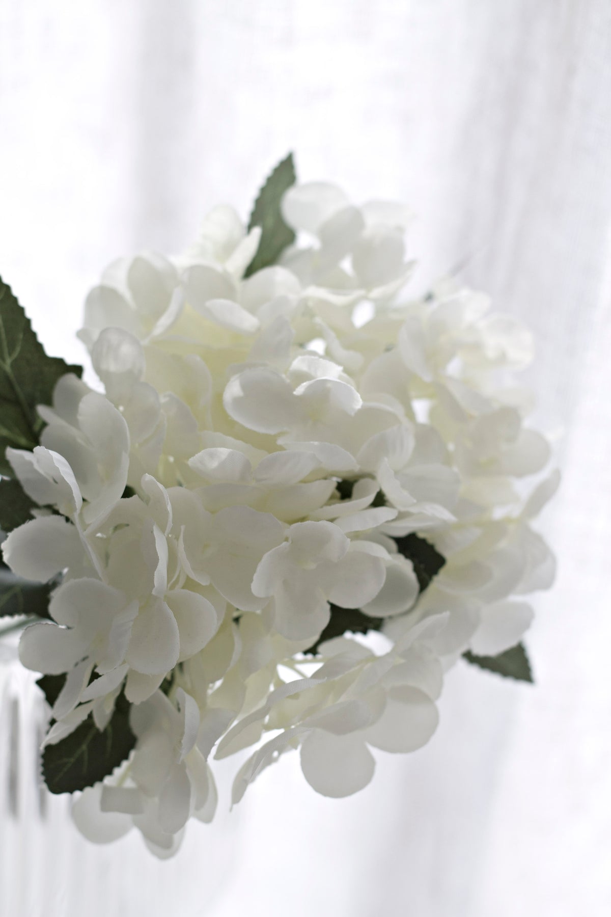 Close crop of the white hydrangea blooms against a sheer curtain
