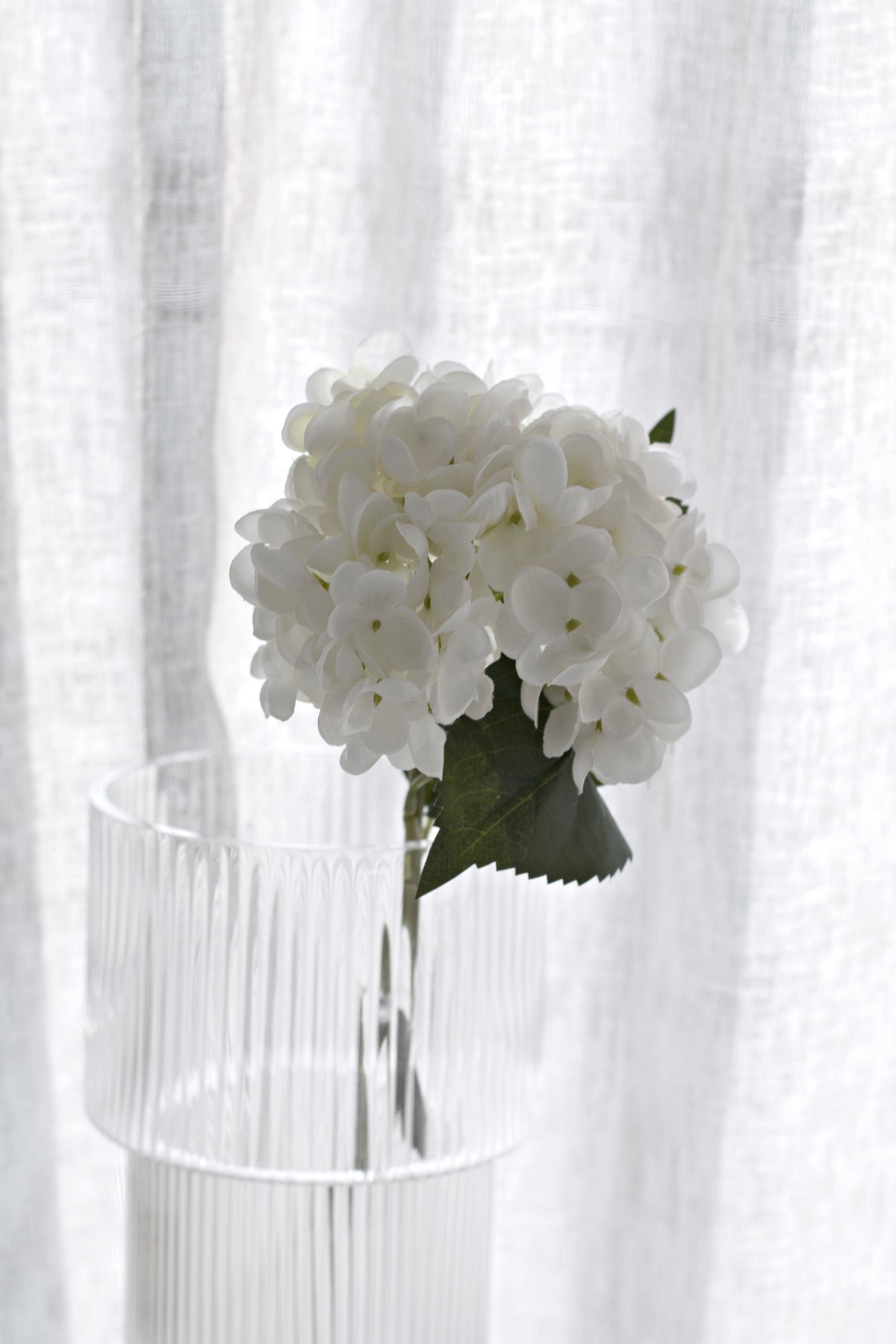 One hydrangea stem in a ribbed glass tumbler against a sheer curtain