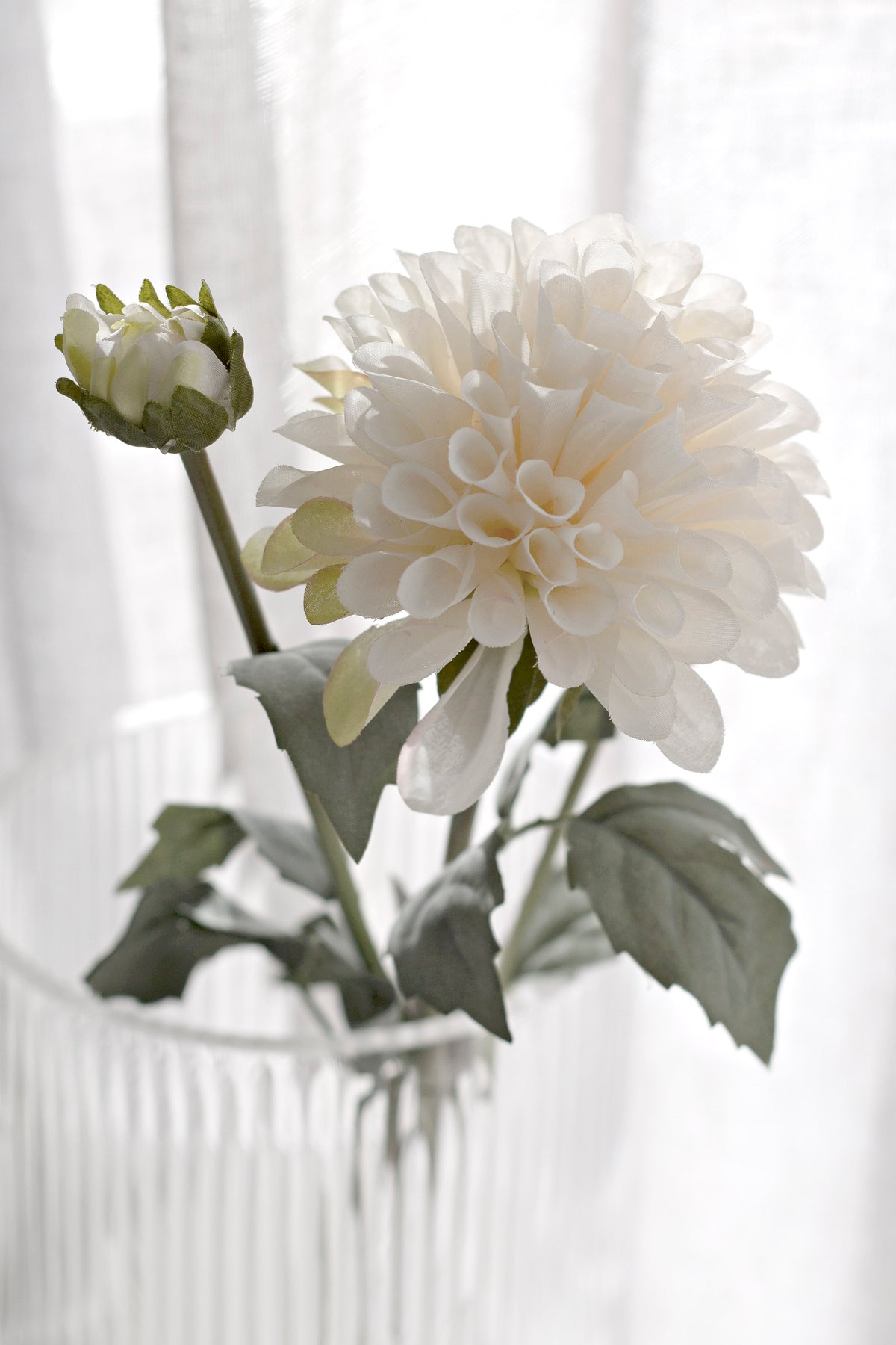 Close view of an aged cream dahlia bloom and bud in a ribbed glass vase