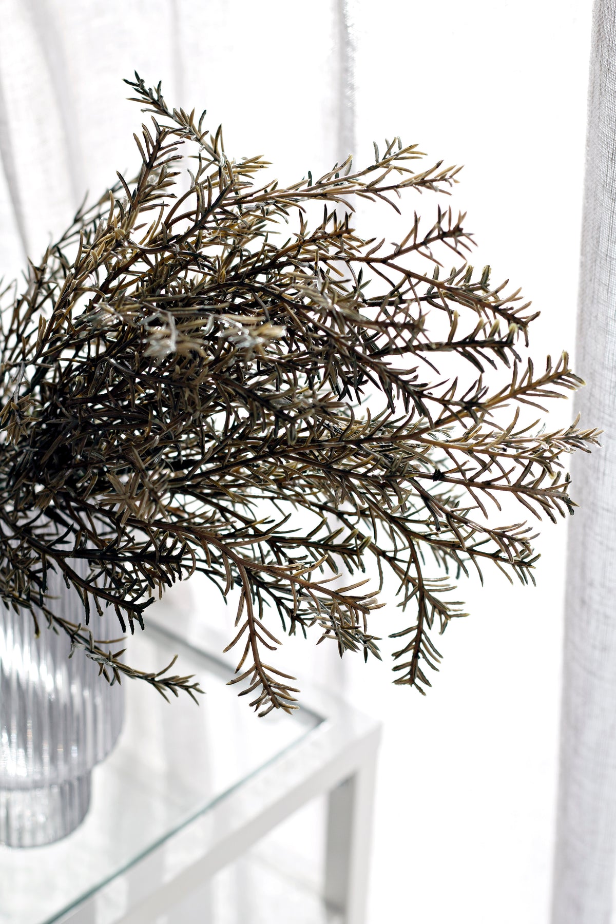 Close crop of the fine rosemary foliage, needles catching the window light