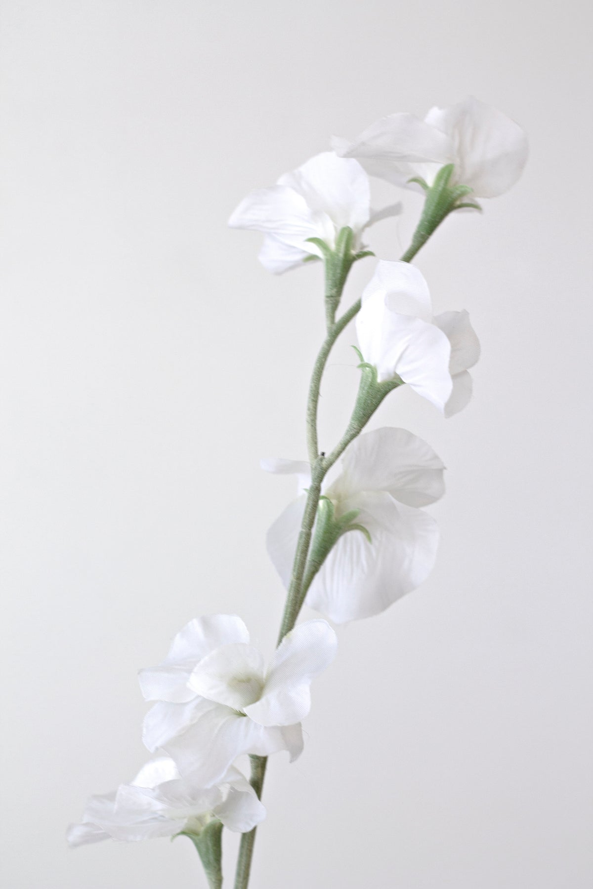 Single sweet pea stem leaning against a pale grey wall