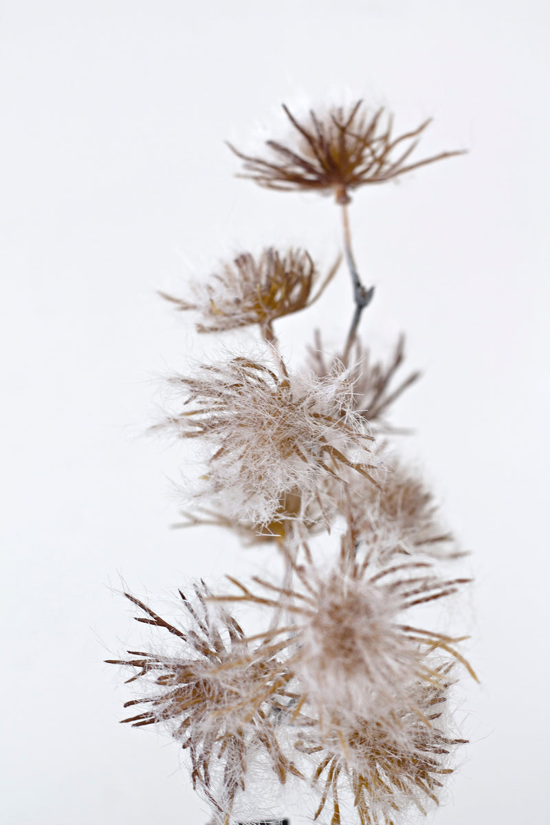 Field Allium - Rust