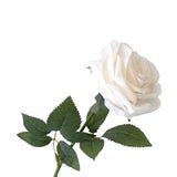 Single Rose Flower - Cream / White