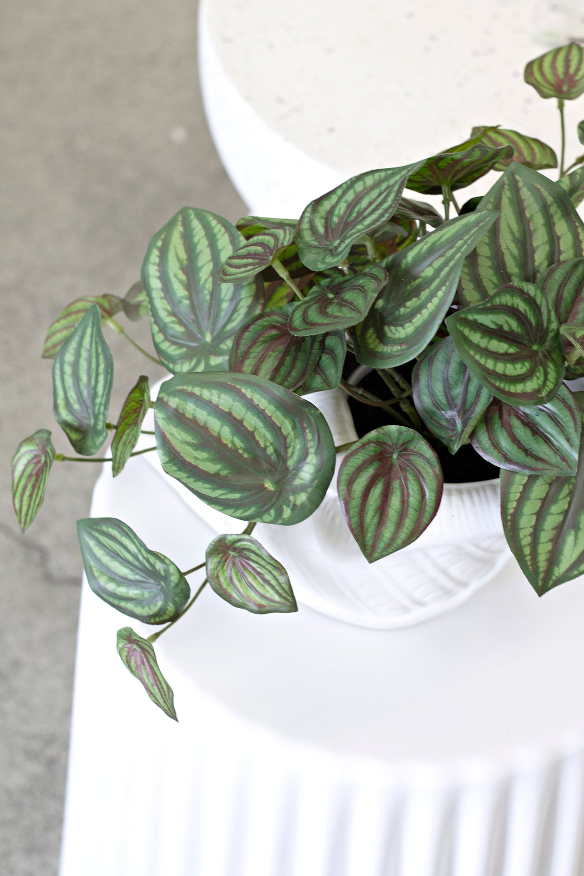 Faux watermelon peperomia from above on a white fluted pedestal