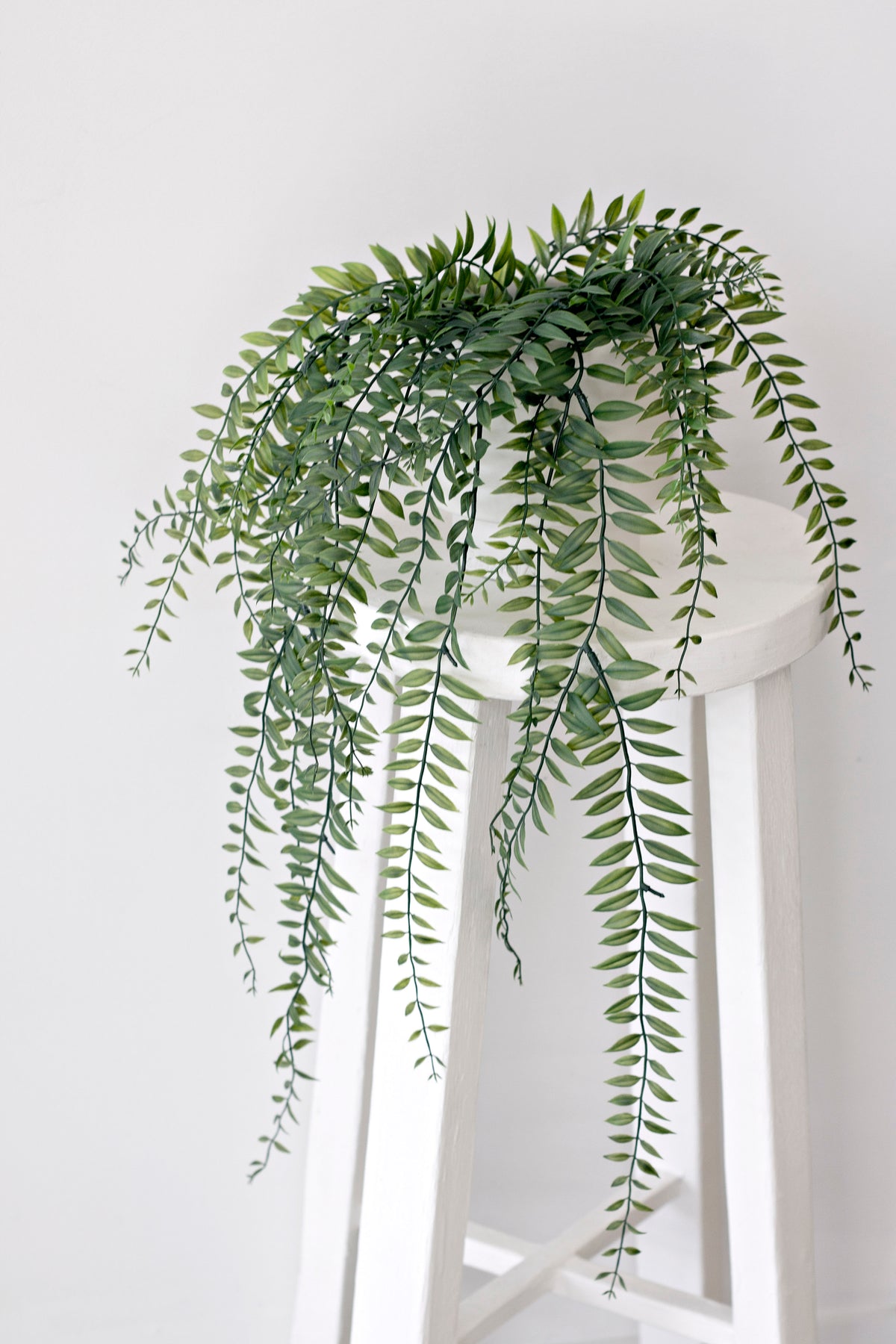Sword fern on a white wooden stool, fronds draping down against a plain wall