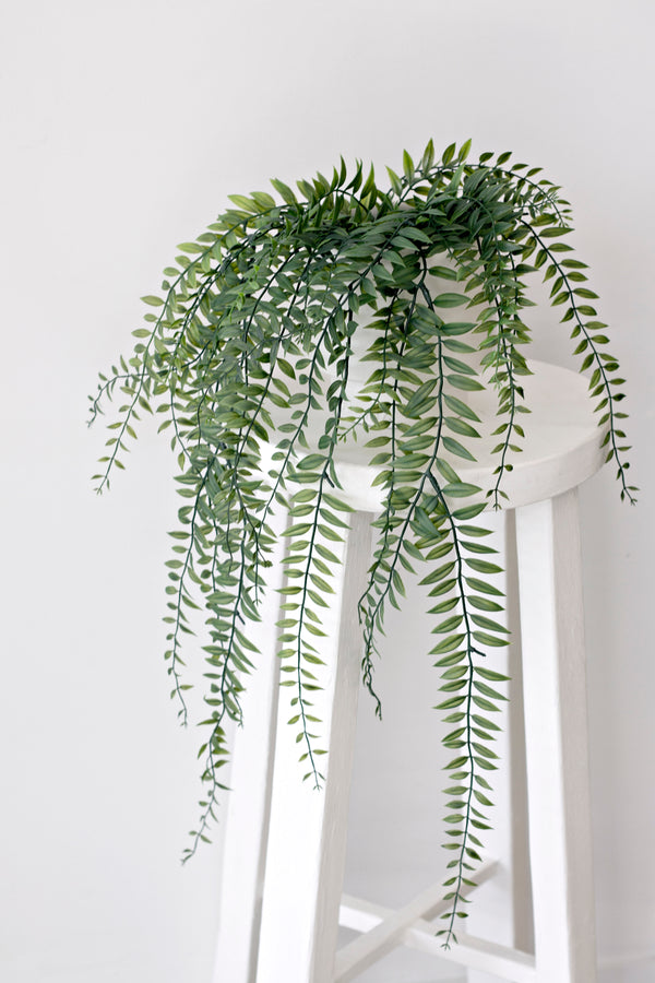 Sword Fern Potted