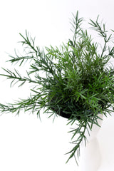 Asparagus Fern Bush Potted