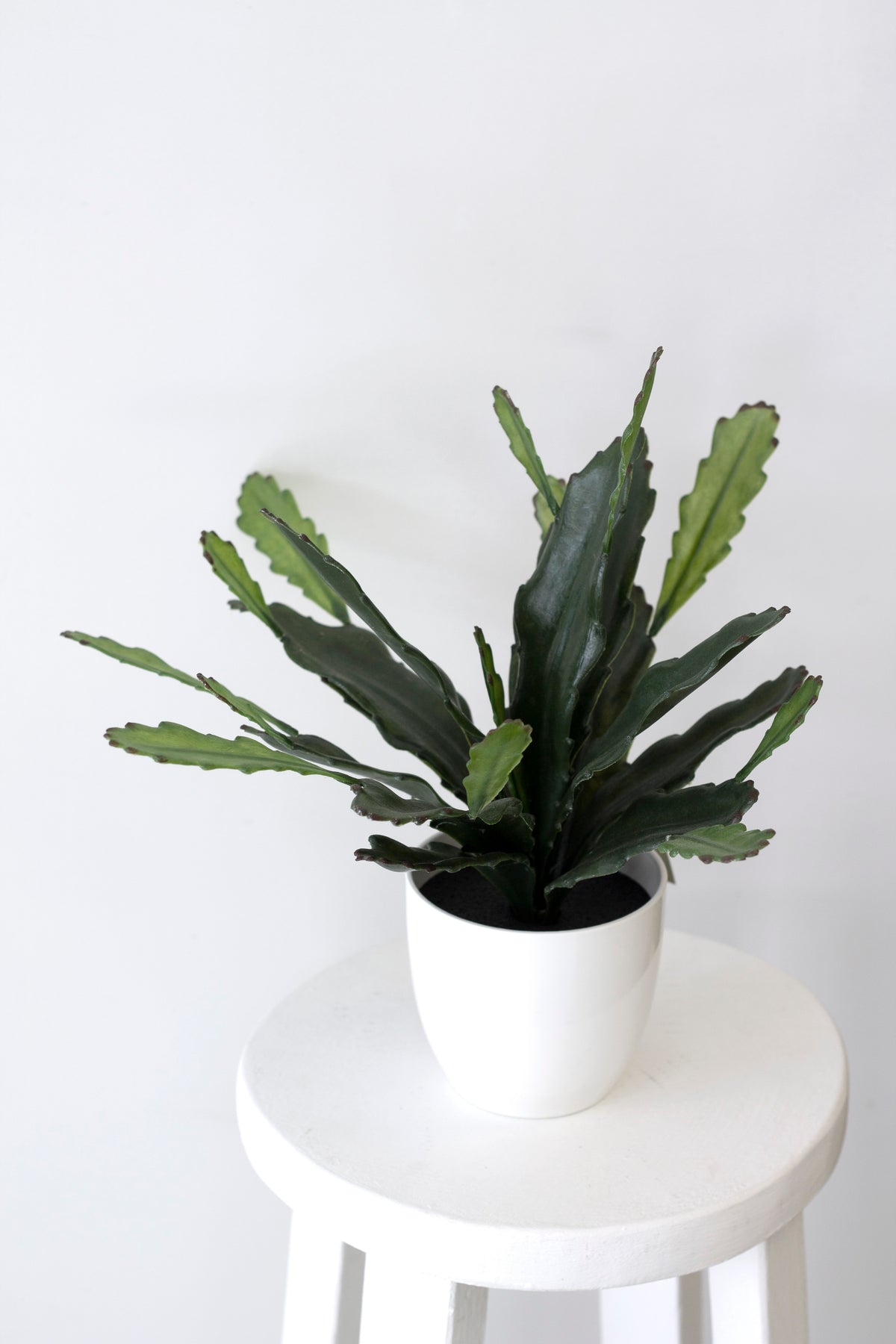 Epiphyllum, 38cm Potted Faux Plant
