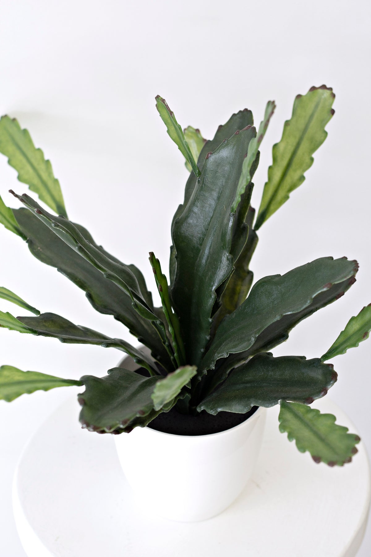 Epiphyllum, 38cm Potted Faux Plant