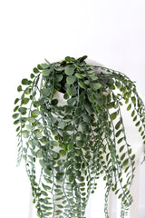 Pea Leaf Hanging Bush Potted