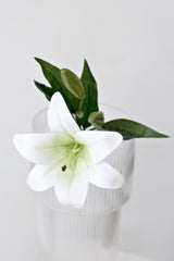 Market Lily - White