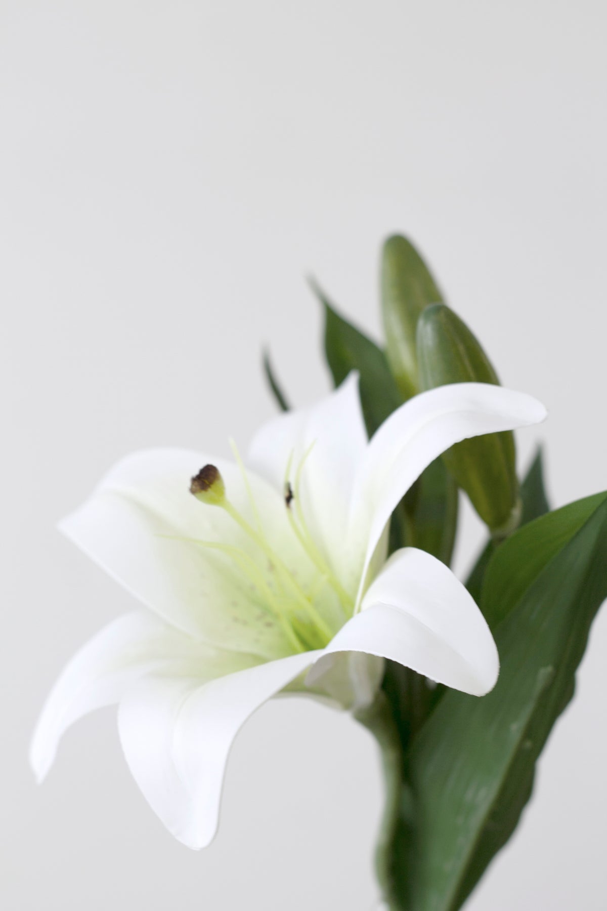 Close-up of the white market lily bloom showing the soft green centre