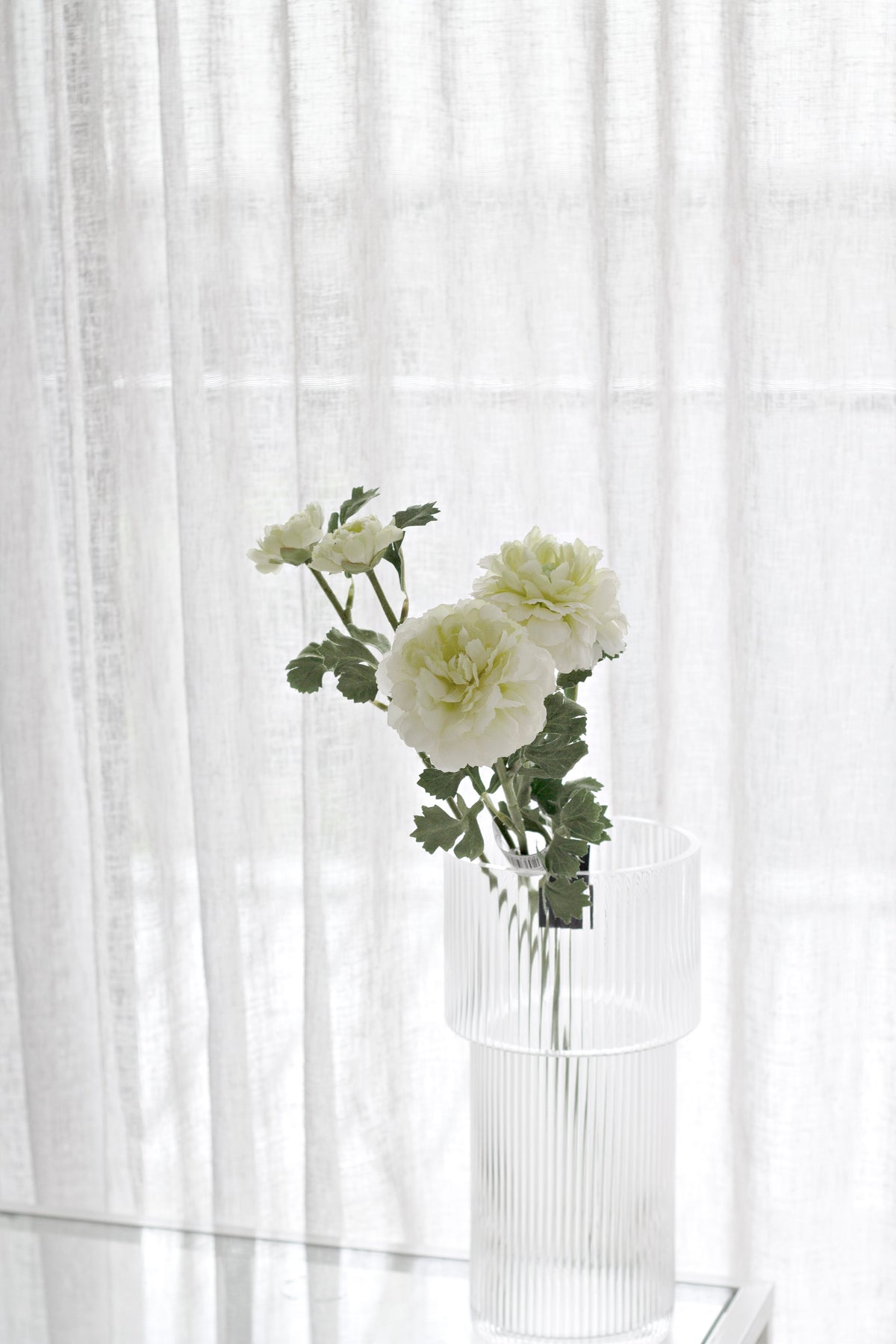 Ranunculus stem in a ribbed glass vase, blooms leaning toward the light