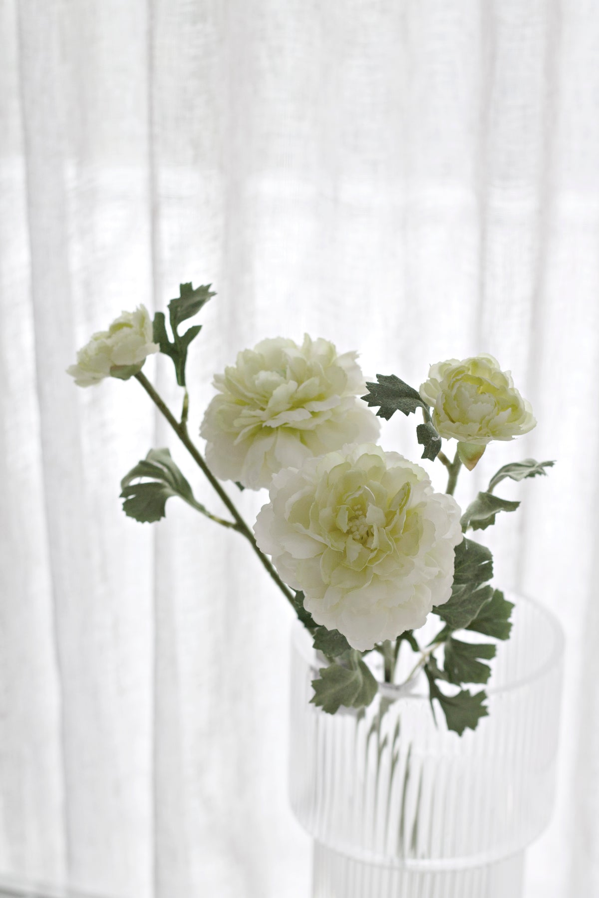 Cream ranunculus blooms and buds in a ribbed glass vase against sheer curtains