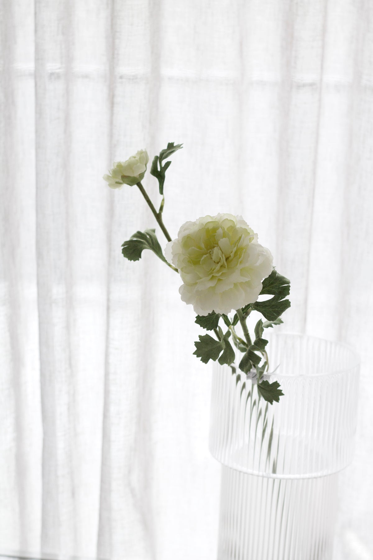 Cream ranunculus blooms and closed buds against a sheer white curtain