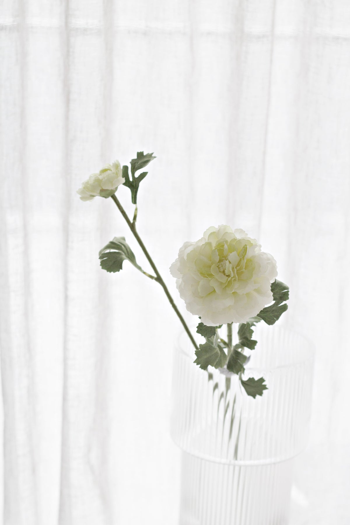 Ranunculus stem arching from a ribbed glass vase in soft window light
