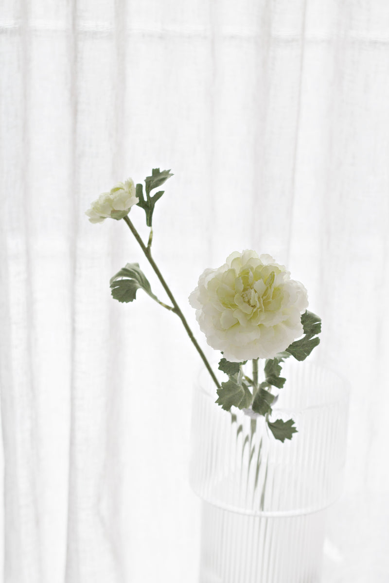 Garden Ranunculus- Cream/Green