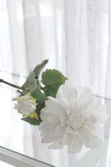 Grand Border Dahlia - White