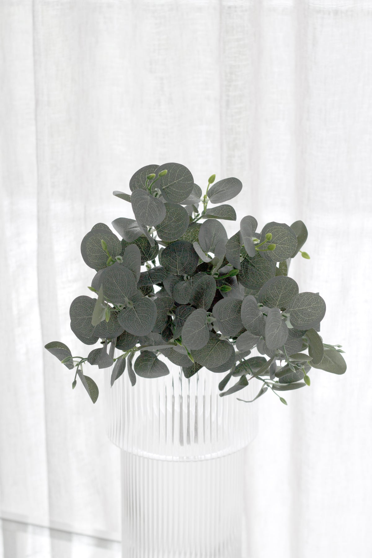 Gum drop eucalyptus in a fluted white vase against a sheer curtain