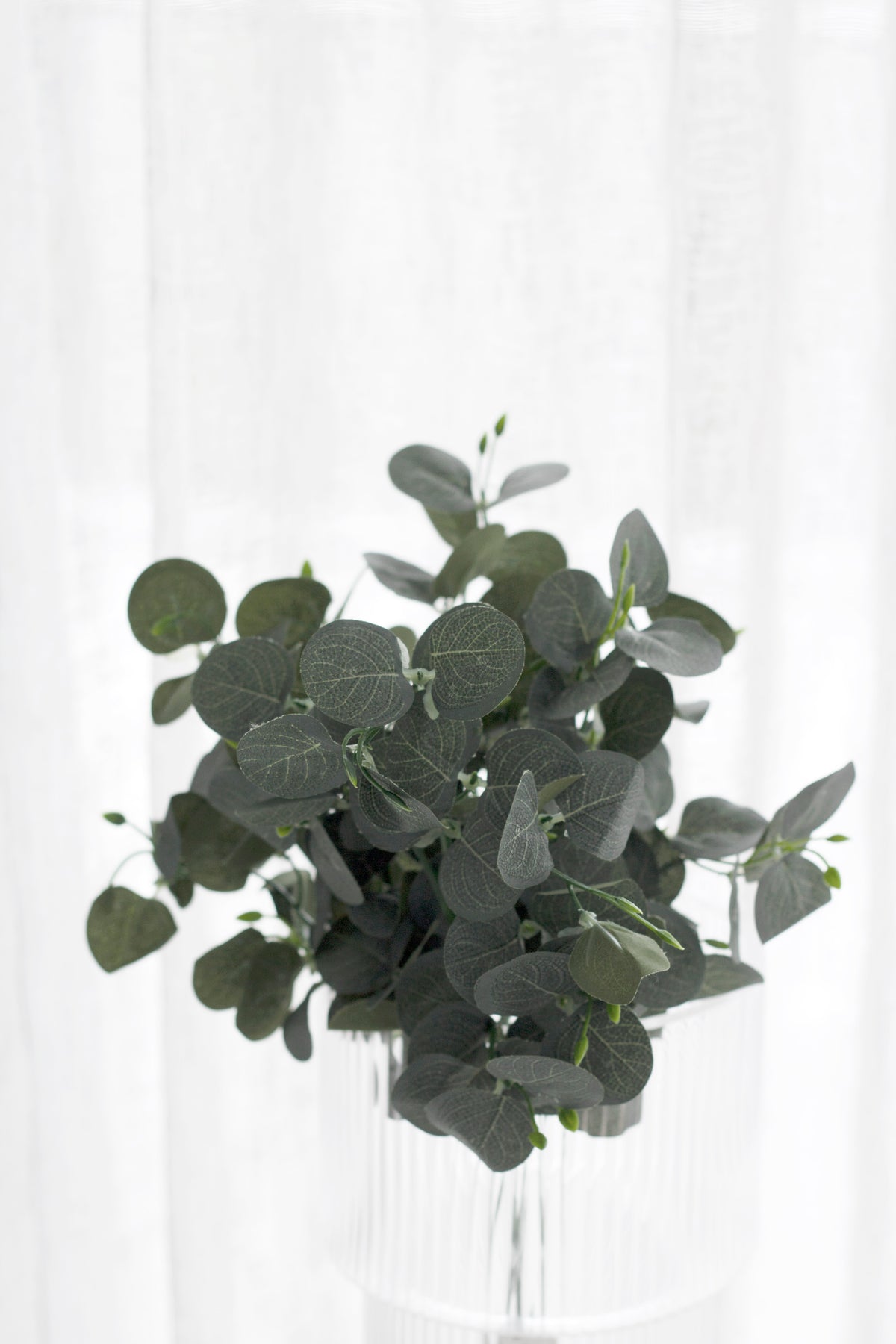 Eucalyptus stems in a ribbed glass vase, leaves spreading above the rim