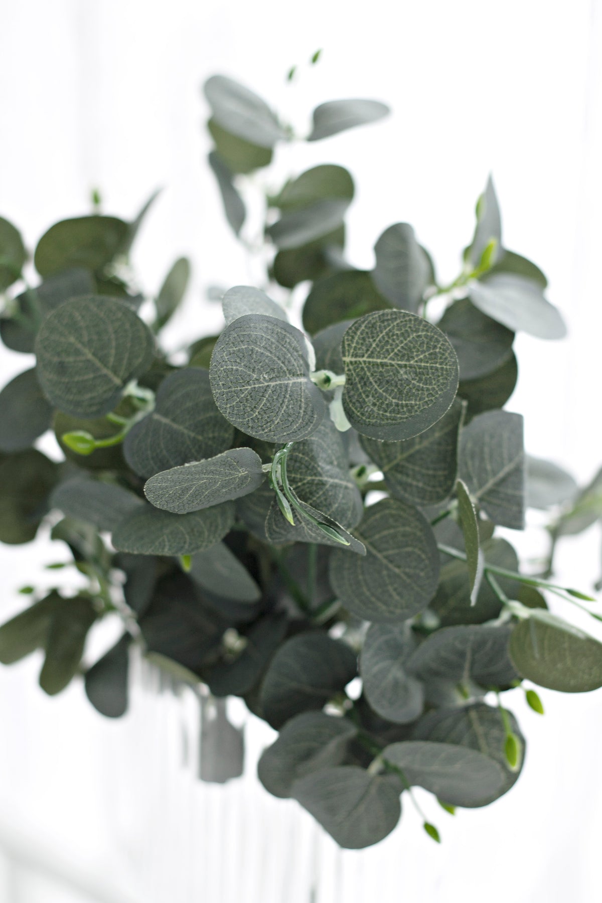 Close view of the rounded eucalyptus leaves, matte grey green with pale veining