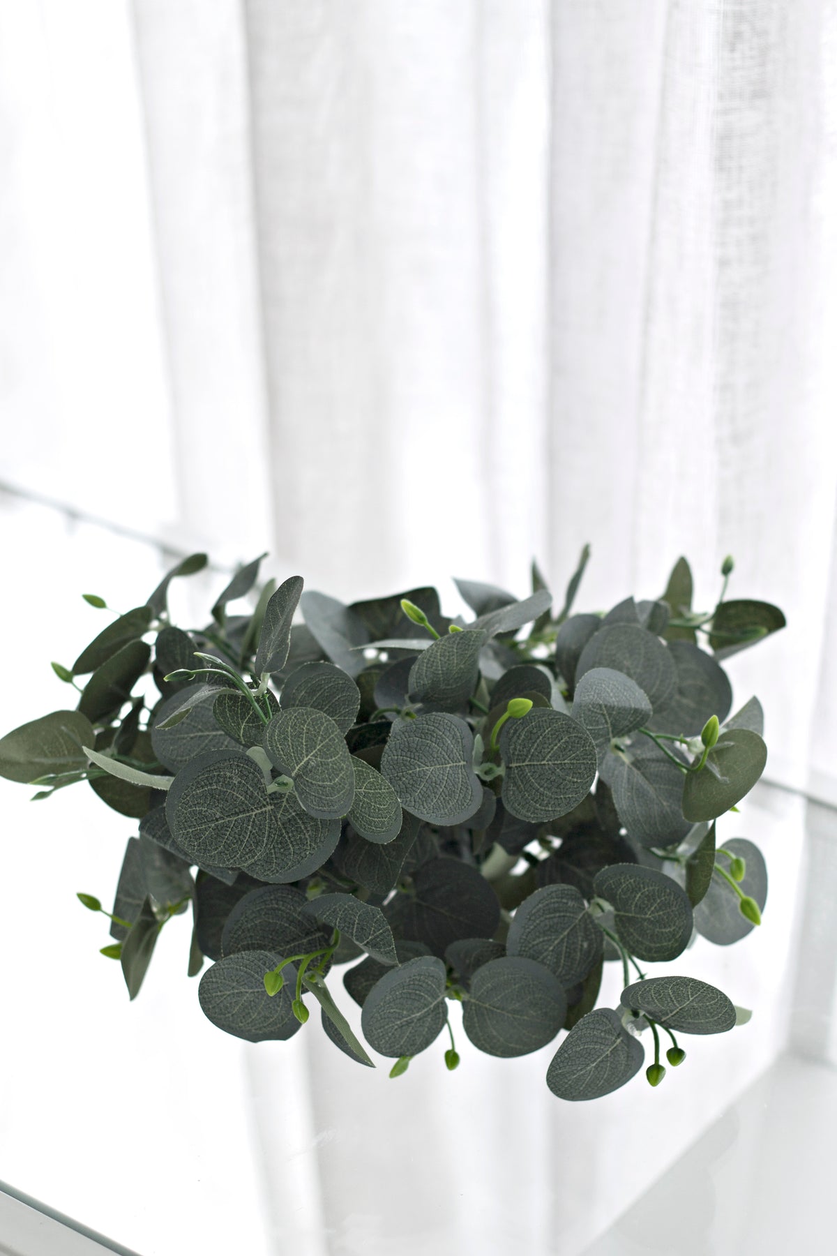 The eucalyptus bush seen side on, leaves layered against a bright sheer curtain