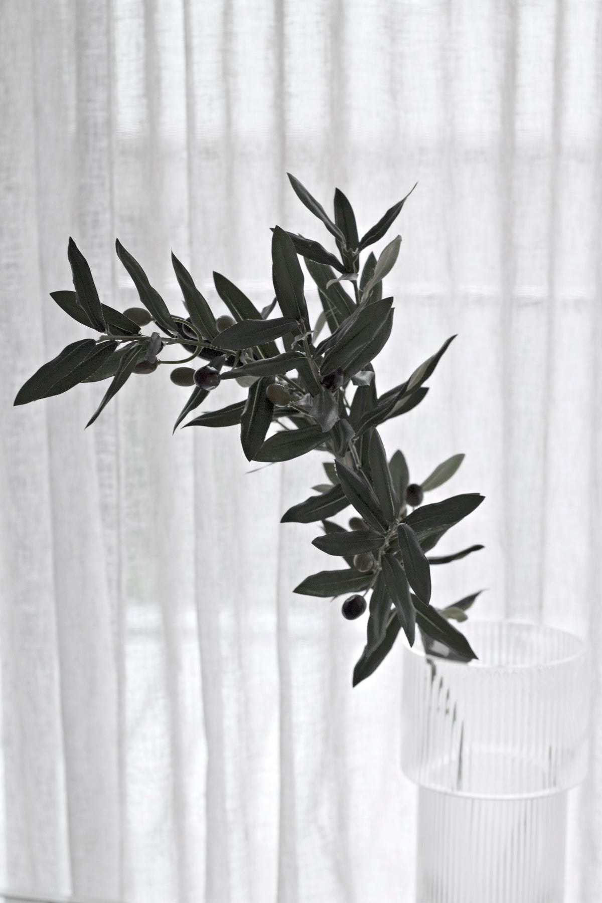 Olive branch in a fluted glass vase, dark leaves against a pale curtain