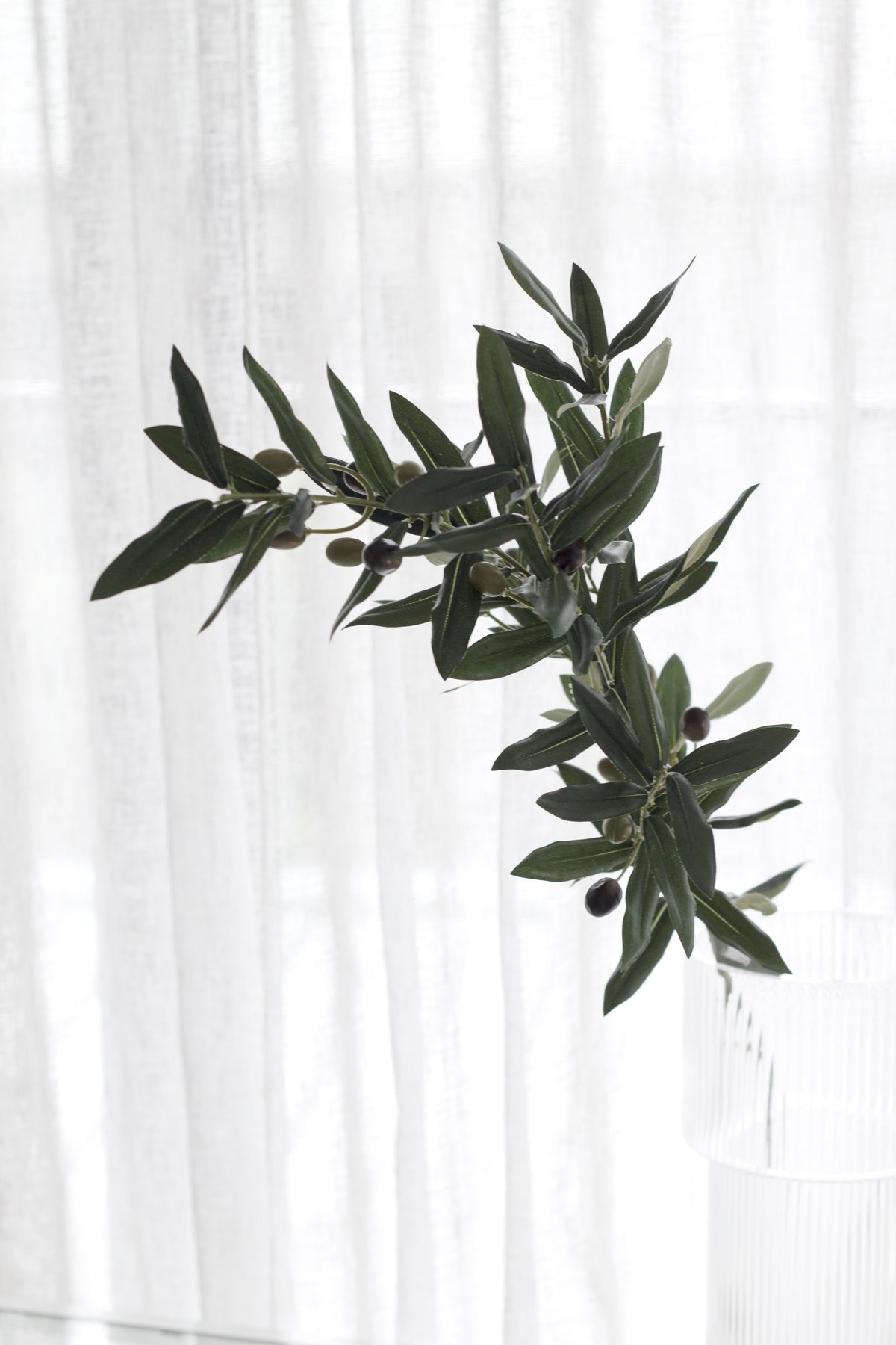 The olive stem arching in front of sheer curtains in soft daylight
