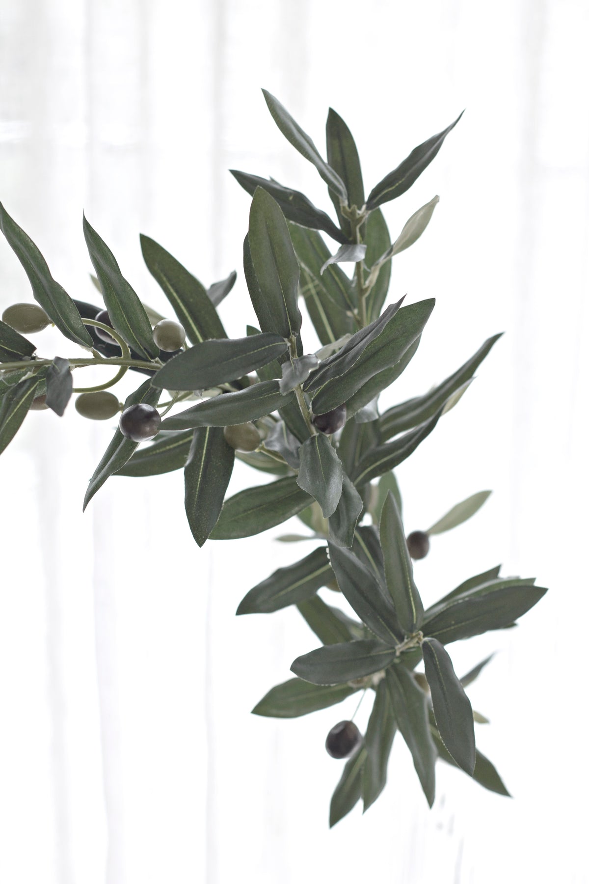 Close crop of the olive leaves and small ripe olives along the stem