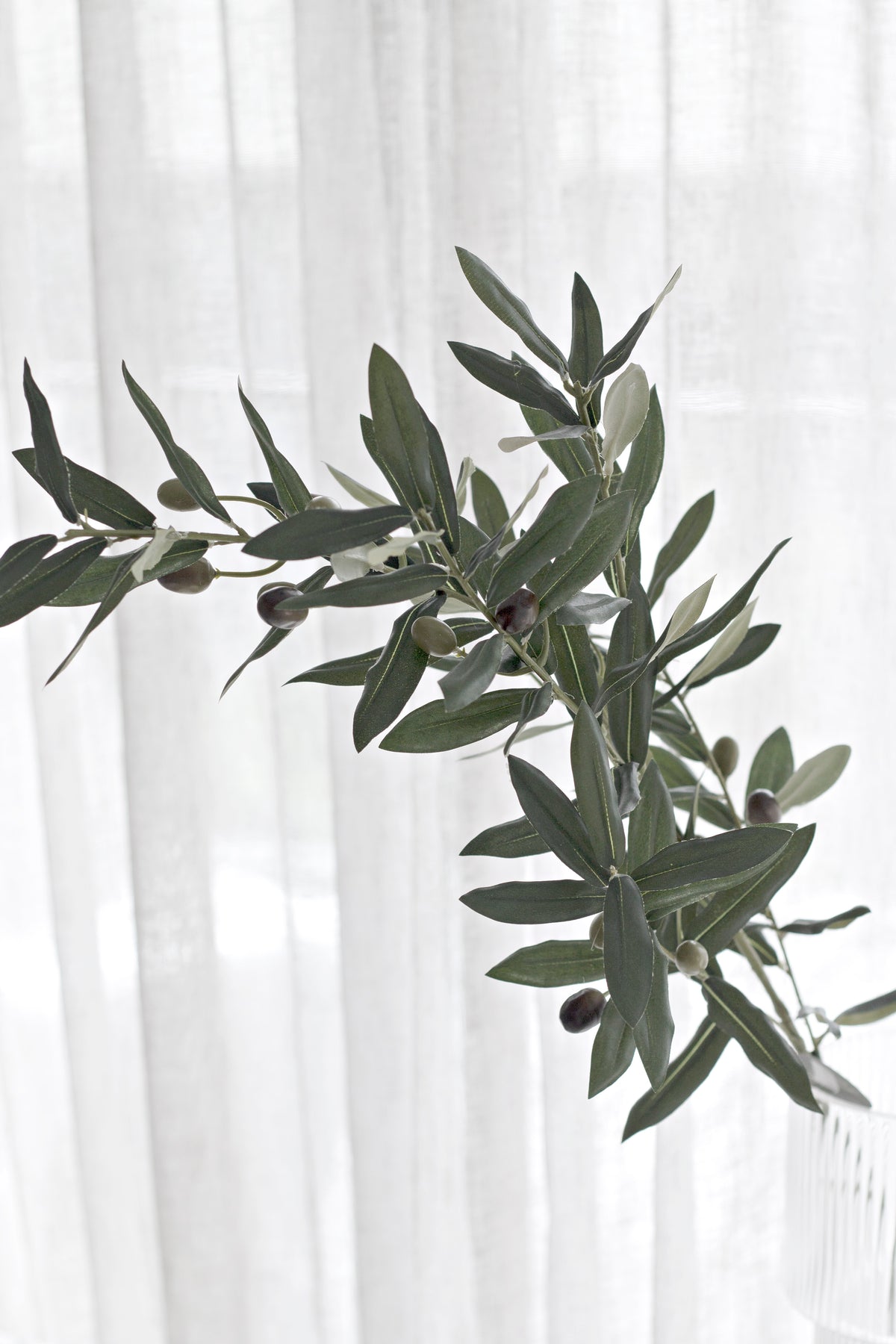 The olive branch in silhouette against a sunlit sheer curtain