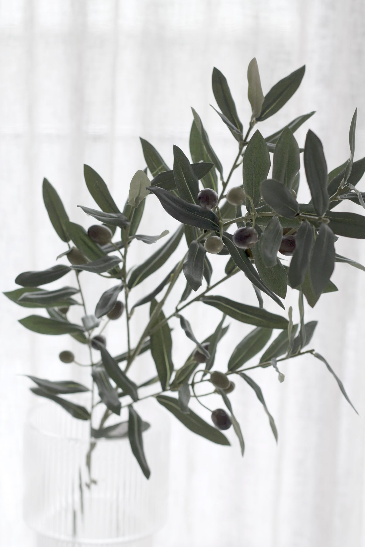 Olive branch in a glass vase, leaves and olives against a sheer curtain