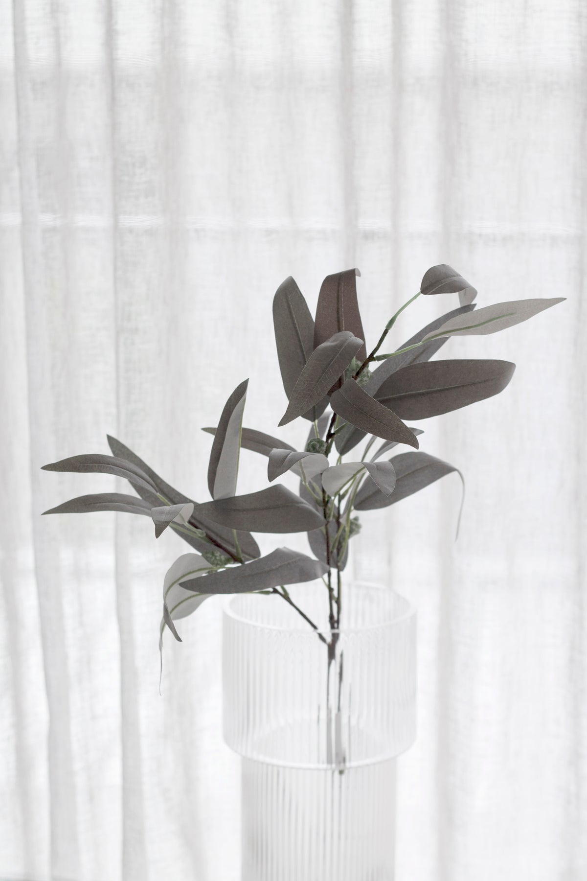 Willow eucalyptus stem standing in a ribbed glass vase against a sheer curtain