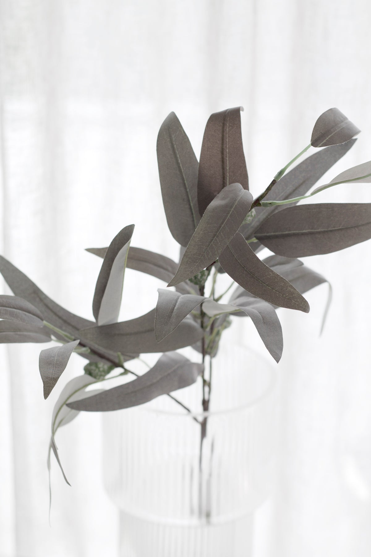 Willow eucalyptus leaves fanning out above a ribbed glass vase