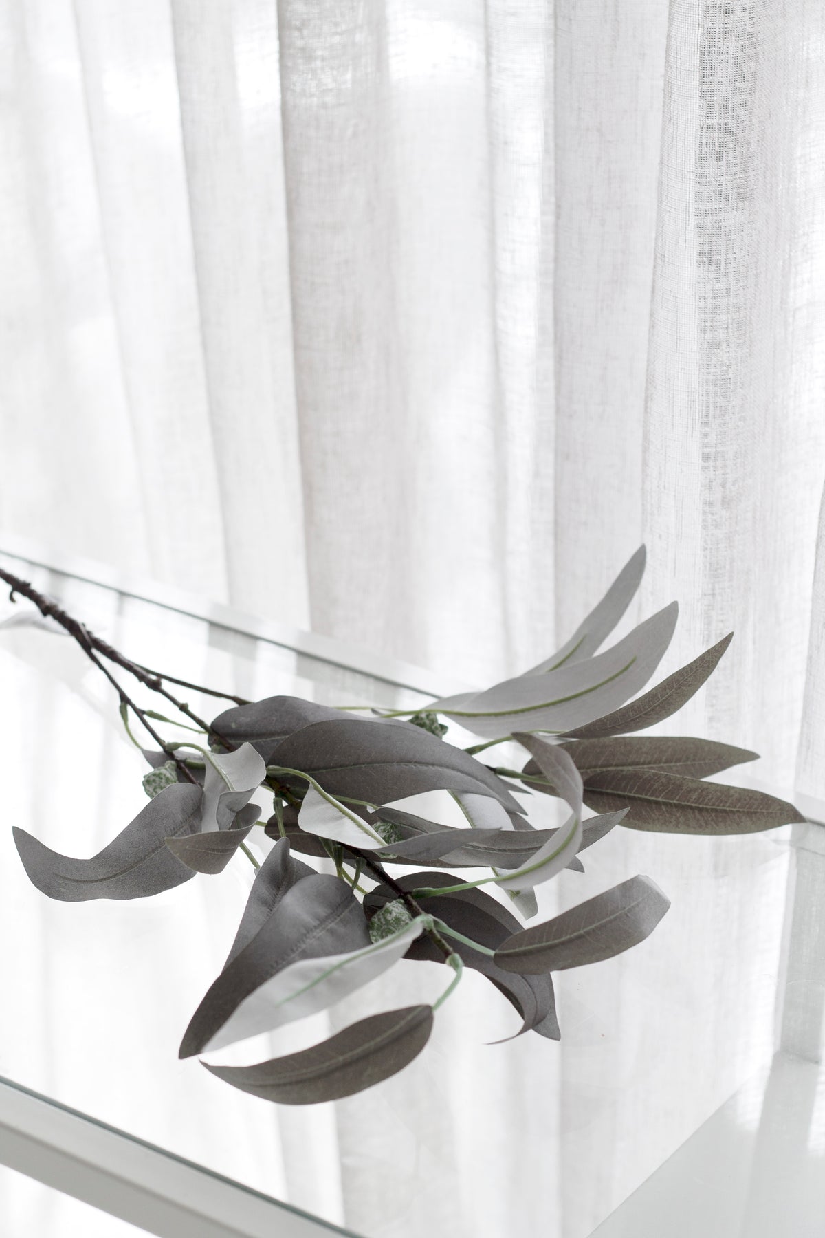 Close view of the long narrow willow eucalyptus leaves against a bright window