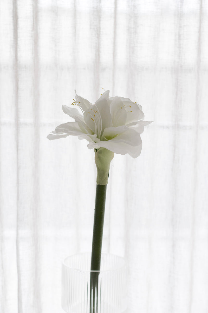 Amaryllis Stem White