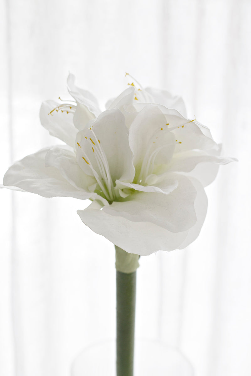 Amaryllis Stem White