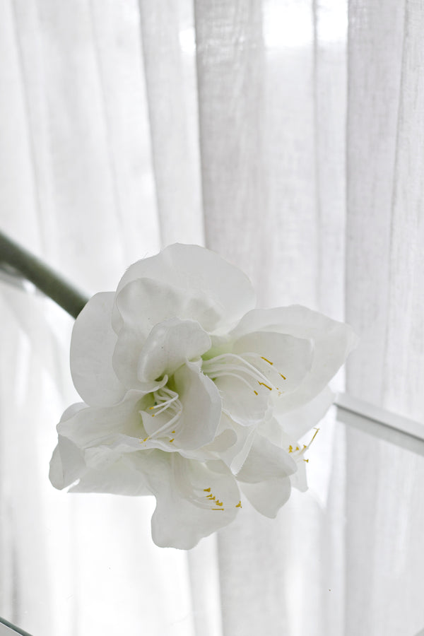 Amaryllis Stem White