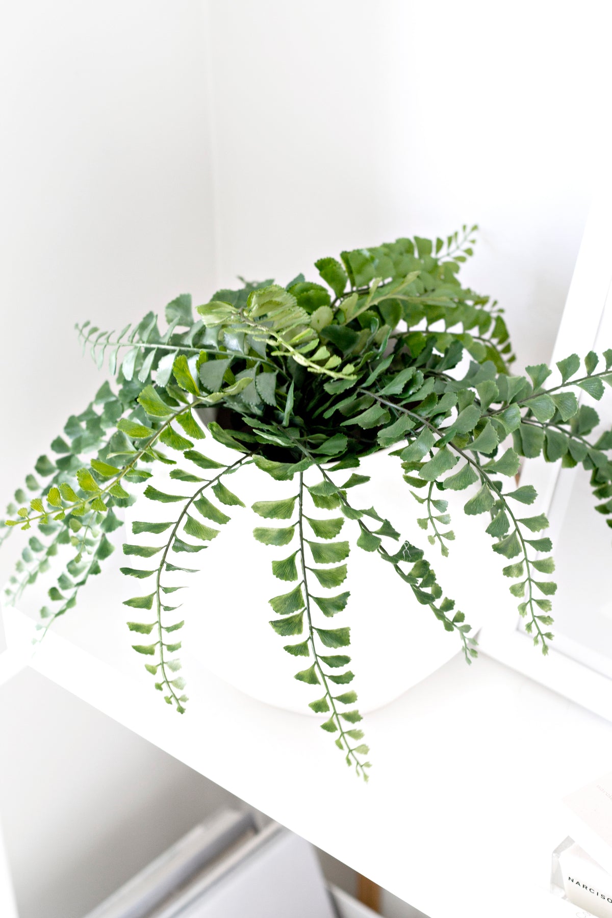 Maidenhair fern in a white pot on a white shelf