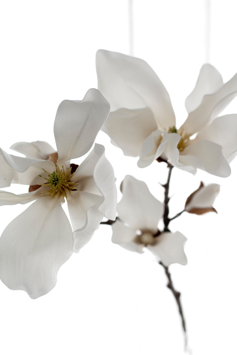 Fairy Magnolia 78cm White