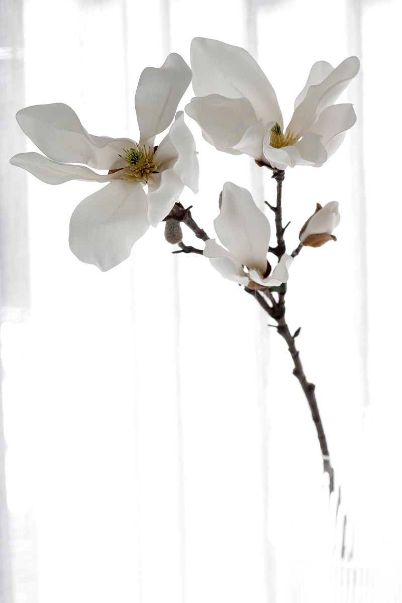 Fairy Magnolia 78cm White