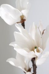 Fairy Magnolia 78cm White