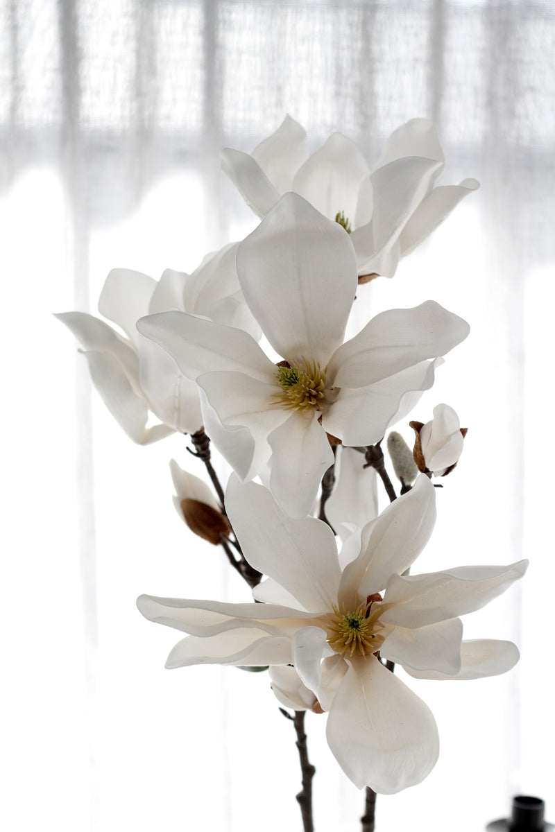 Fairy Magnolia 78cm White