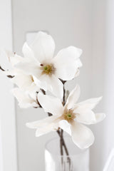 Fairy Magnolia 78cm White