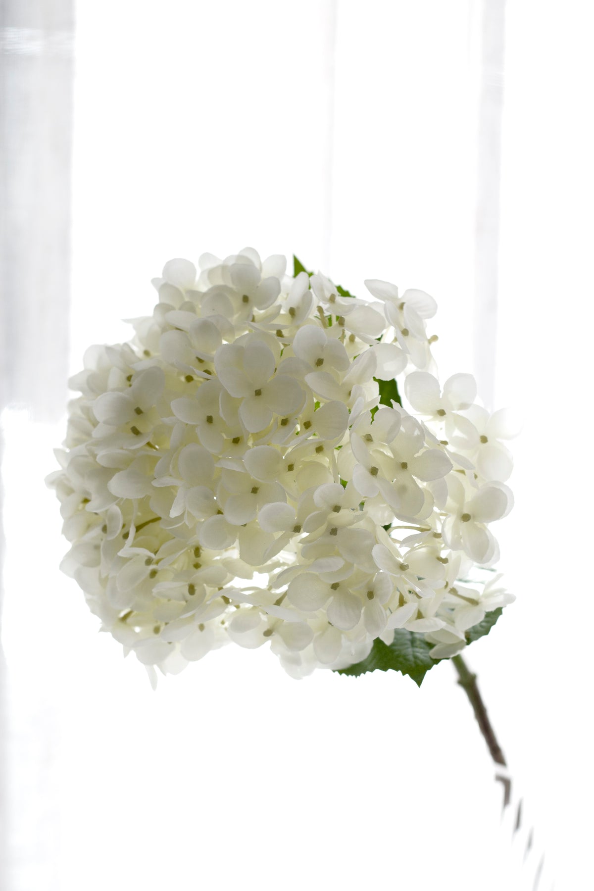 Annabelle Hydrangea Stem, Cream 63cm Faux Flower