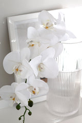 Phalaenopsis Orchid White 86cm