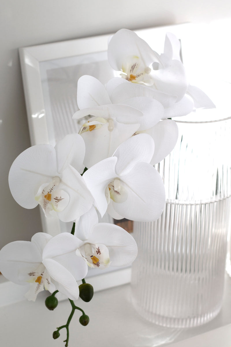 Phalaenopsis Orchid White 86cm