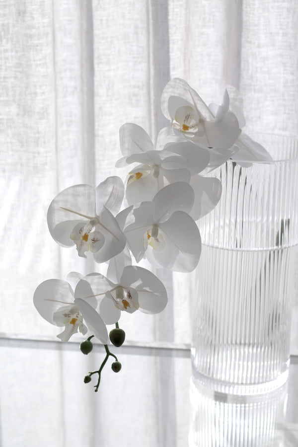 Phalaenopsis Orchid White 86cm