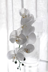 Phalaenopsis Orchid White 86cm