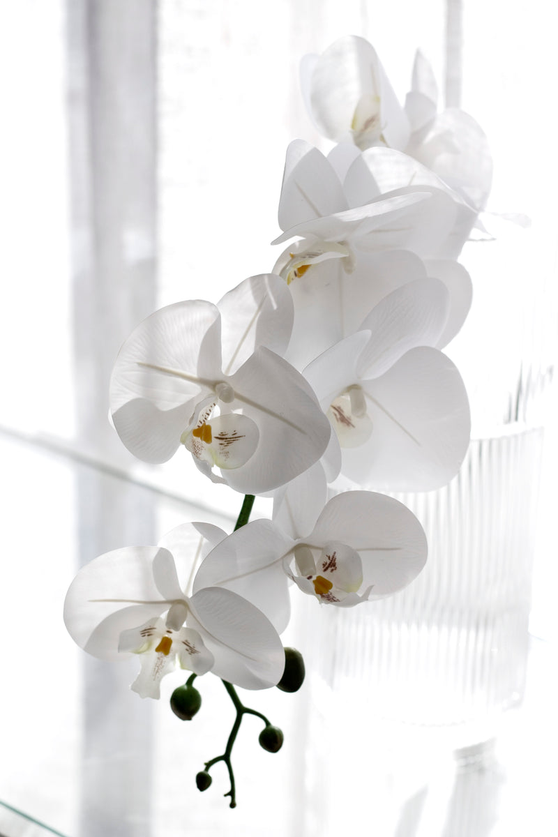 Phalaenopsis Orchid White 86cm