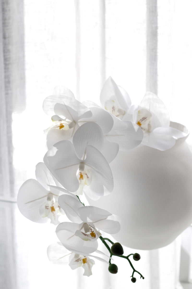 Phalaenopsis Orchid White 86cm